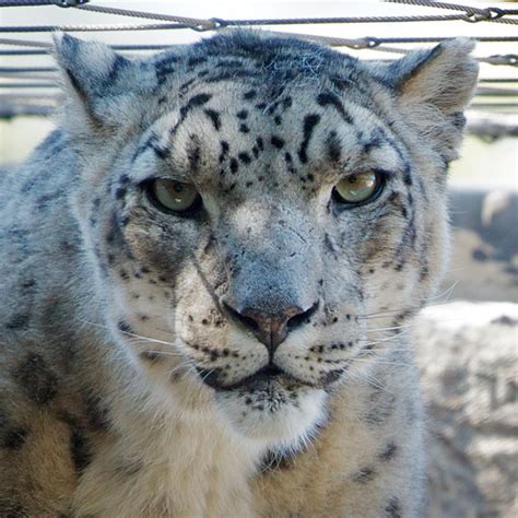 Snow Leopard Head Shot Flickr Photo Sharing
