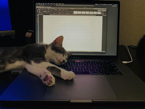 My Cat Fell Asleep On My Laptop So I Decided To Open A Word Doc He