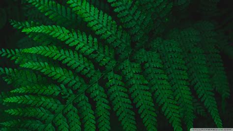 Nature Green Leaves Fern Hd Wallpaper Rare Gallery
