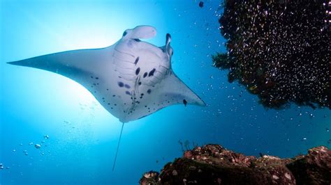 Giant Manta Rays Are Actually Predators Of The Deep Iflscience