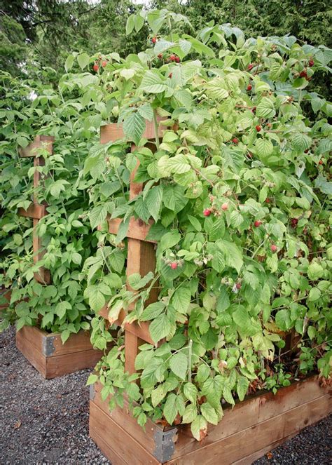 How To Plant Raspberries In Raised Beds Raspberry