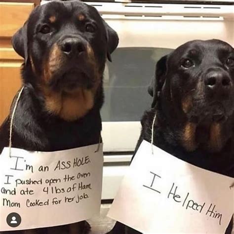 Bad Dog 🤣 Dog Memes Funny Animal Memes Dog Shaming Photos