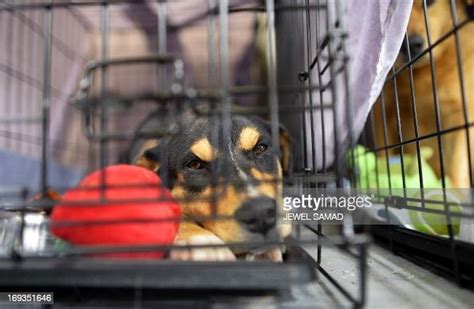 A Dog Rests In A Cage At An Animal Shelter For Tornado Displaced Pets