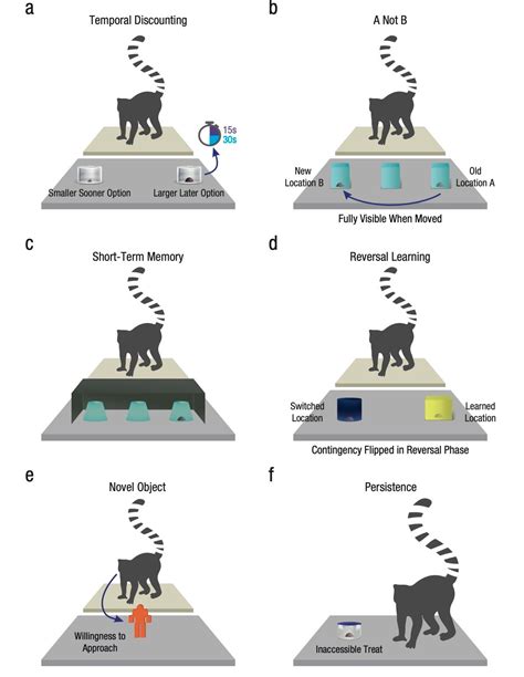 The Evolution Of Cognitive Control In Lemurs The Cognitive Evolution