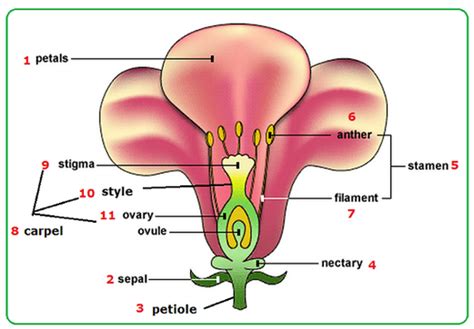 Flower Structure Biology Notes For Igcse 2014