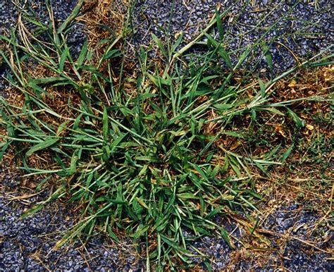 What Crabgrass Looks Like Grass
