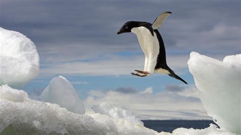 Adélie Penguin National Geographic Photography Penguin Pictures
