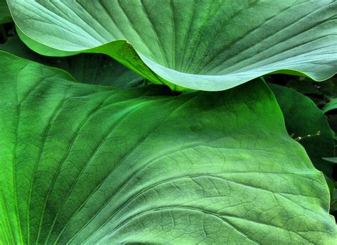 Green Lotus Leaves Photograph By Daliana Pacuraru Fine Art America