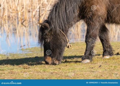 Pony Horse Grazing Out In The Nature Stock Image Image Of Grass