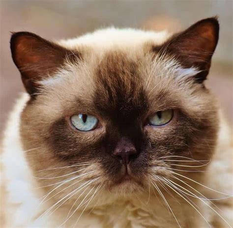 Is it the colour or the personality. 211 Unique & Unusual Cat Names For Your Precious Friend