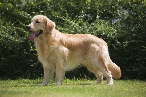 Golden Retriever Dogs Breed Facts Information And Advice Pets4homes