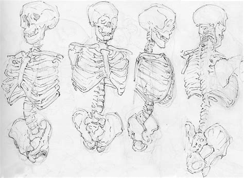 Anatomy Study Skeleton Torso Skeleton For Studying Anatomy With Full Of