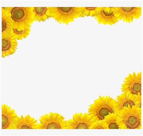 Sunflower Clipart Boarder Sunflower Design Border Clipart 800x699