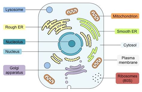 Eukaryote Structure Bioninja Eukaryotic Cell Cell Membrane
