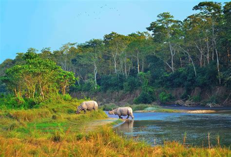 Wildlife Of Nepal And Conservation Transindus