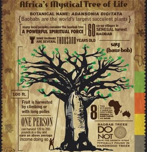 Baobab Africas Mystical Tree Of Life Infographic
