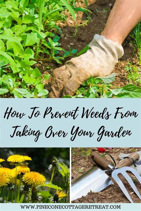 How To Prevent Weeds From Taking Over Your Garden Pinecone Cottage