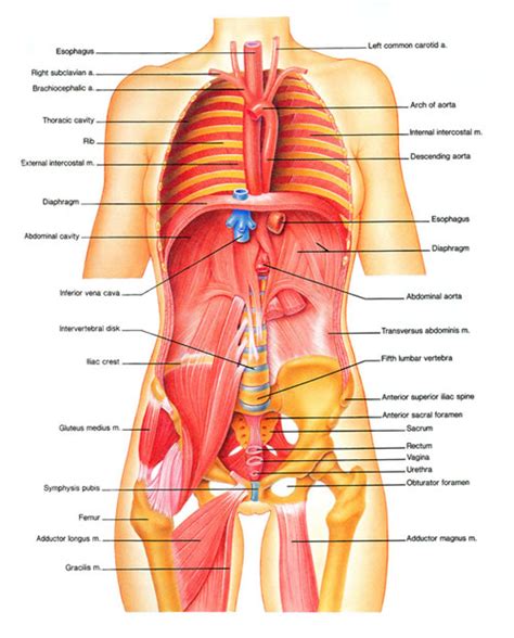 Organs on the left side of your abdomen that might cause pain include left ovary and fallopian tube in women. Intro to Anatomy 6: Tissues, Membranes, Organs ...