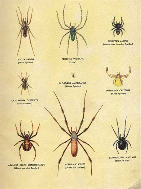 Oklahoma Spiders Identification Chart Wolf Spider