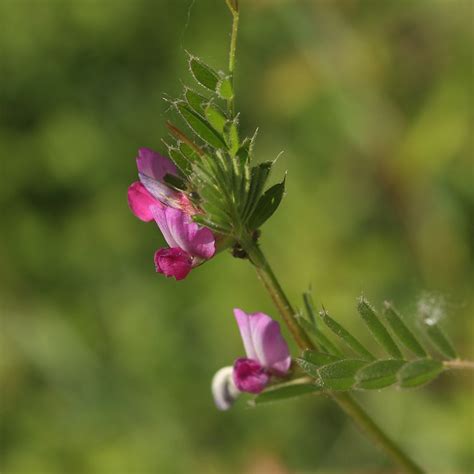 Learn vocabulary, terms and more with flashcards, games and flickweed. Common Vetch - Wild Wales Seeds