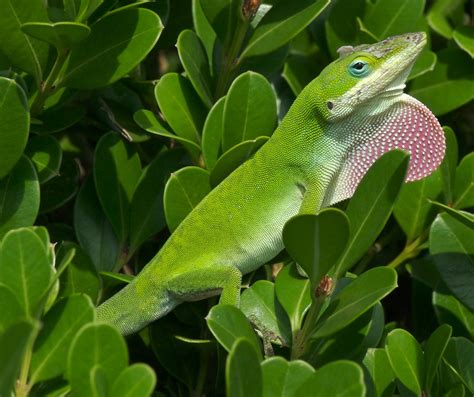 Green Anole Matbio Reptiles And Amphibians Matanzas Biodiversity