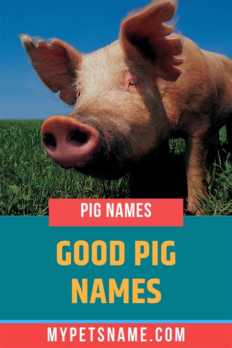 Good Pig Names Cool Pet Names Pet Names Funny Pigs