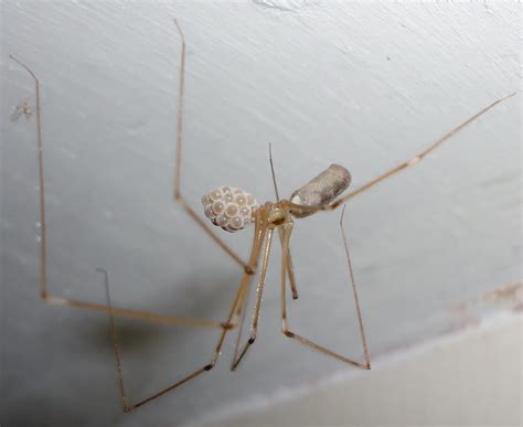 British Spiders Pholcus Phalangioides Mick Talbot Flickr