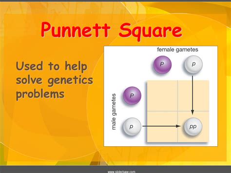 After you've set up the square, you start filling it in. Mendelian Genetics - Presentation Biology