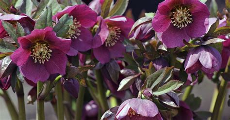 Hellebores Add To Winters Beauty