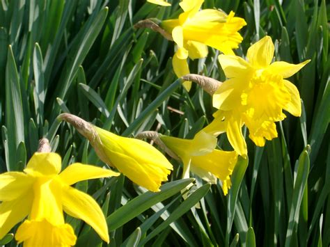 Free Stock Photo Of Yellow Daffodils At The Garden Photoeverywhere