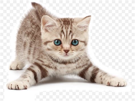 American Bobtail Kitten Munchkin Cat Dog Siamese Cat Png 768x615px