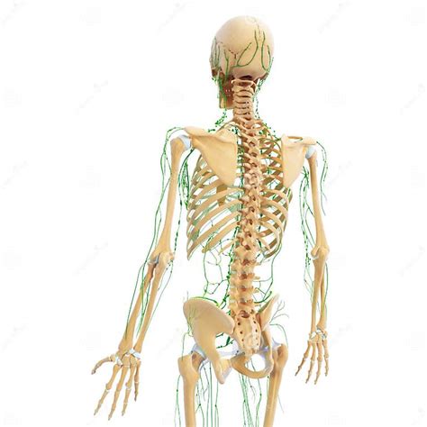 Male Back View Lymphatic System With Skeleton Stock Illustration