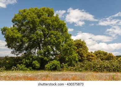 Holm Oak Quercus Ilex Stock Photo 430375873 Shutterstock