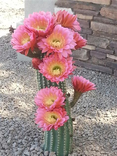 Flowers To Arizona Beautiful Flower Arrangements And Flower Gardens