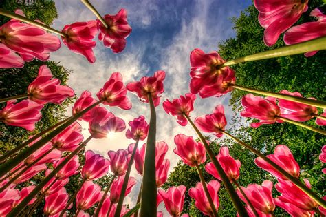 Images Bottom View Hdr Tulip Sky Flowers
