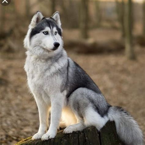 Siberian Husky Dogs😊😍 Wiki Animals 4life 🐾 Amino