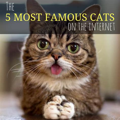 the 5 most famous cats on the internet kittysensations