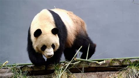 Großer Panda Erholt Sich Erfolgreicher Schutz Einer Bedrohten Art