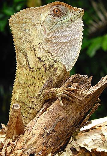Types Of Lizards Animal Pictures And Facts