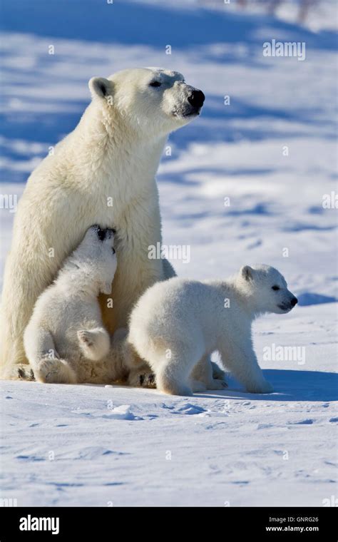 Polar Bear Sow And Two Cubs Ursus Maritimus On Arctic Tundra Manitoba