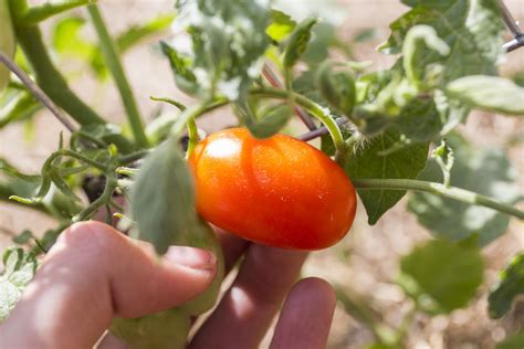 Drones Detect Two Tomato Diseases With 99 Percent Accuracy