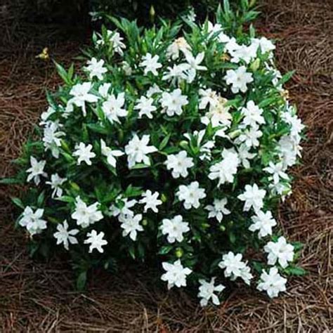 Jual Tanaman Melati kaca piring mini /gardenia jasminoides ...