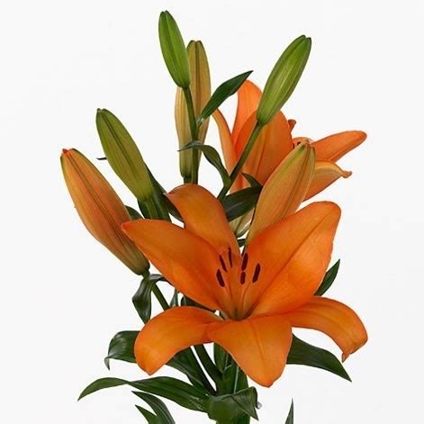 LILY LA HONESTY 85cm 3 Wholesale Dutch Flowers Florist Supplies UK