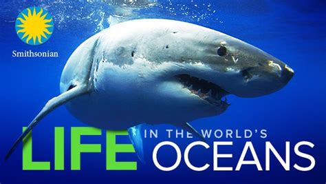 Understanding Ocean Life And Marine Biology Life In The Worlds
