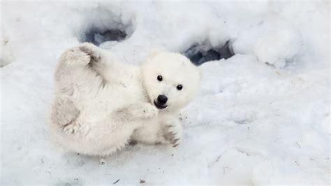 Polar Bears With Newborn Cubs Natural World Safaris