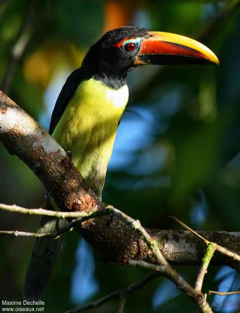 Green Aracari Pteroglossus Viridis Male Juvenile Maxd68225