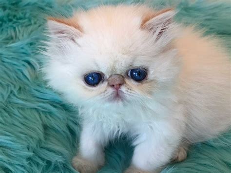 Learn more about kitten rescue in los angeles, ca, and search the available pets they have up for adoption on petfinder. HIMALAYAN PERSIAN KITTENS FOR SALE IN LOS ANGELES ...