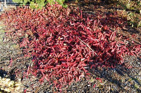 We did not find results for: PlantFiles Pictures: Trachelospermum, Chinese Star Jasmine ...