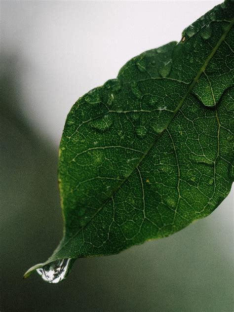 Leaf Water Wallpaper