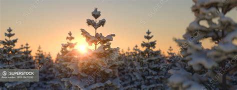 Aerial View Of Pine Trees Covered In Snow At Sunset On A Clear Day 3d